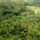 Palm oil plantation next to forest in Malaysia.